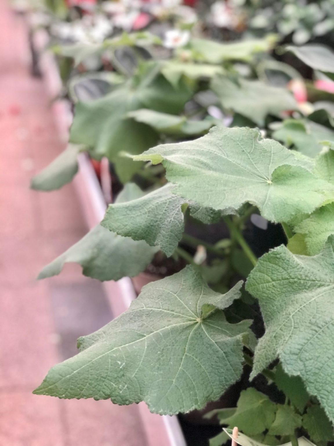 Sparmannia Africana Kamerlinde Tuincentrum Peer